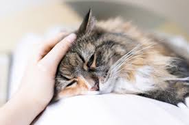 If the bloating is severe, your cat may require emergency surgery or other procedures in order to stabilize his system. How Do I Know If My Cat Is Pregnant