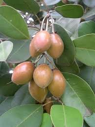 Image result for Manilkara koechlinii