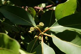 Image result for Lophostemon confertus