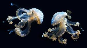 If you have a academy sports gift card and want to know the current balance, then you have come to the right place! Gift Cards California Academy Of Sciences