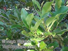 Image result for Diospyros sp. no. 1 sensu FZ