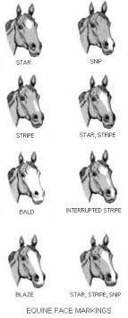 2 2 Chapter 2 Identification Animals Canadian Food