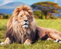 THE KING OF THE JUNGLE | History