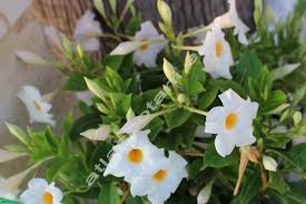 Image result for dipladenie suaveolens obrázek