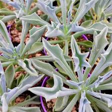 Image result for Senecio consanguineus