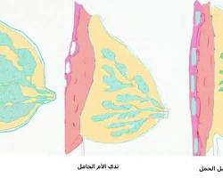 صورة غدد الثدييات