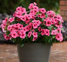 Each flower has five flattened petals. Tattoo Vinca Annual Flower Calloway S Nursery