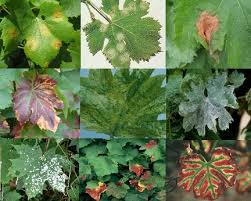 Image result for Pseudopeziza tracheiphila