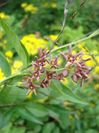 Image result for Vincetoxicum sylvaticum