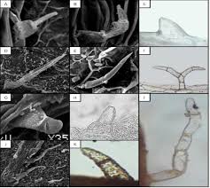 Image result for Lycium villosum