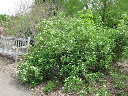 We did not find results for: Redosier Dogwood Umn Extension