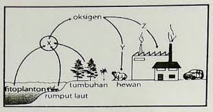 Maybe you would like to learn more about one of these? Perhatikan Gambar Siklus Karbon Berikut Berdasarkan Gambar Aktivitas Yang Berlalbel X Y Dan Z Secara Berurutan Adalah Aktivitas Blog Pak Pandani
