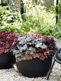 9 Typische Herfstplanten Mooi Wat Planten Doen