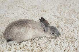 5 Ways To Dispose Of Dead Rabbit In Yard Whyrabbits Com