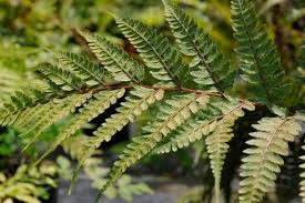 Image result for Athyrium annae