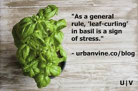Leaves turn yellow around the middle vein and the disease spreads, eventually turning grayish purple and fuzzy. 11 Quick And Simple Tips For Growing Amazing Basil Fast