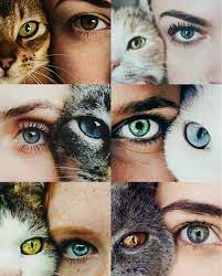 Photography Books In Hindi Photography Editing Software Free Download Download Photography Of Nature Wed Cat Photography Eye Photography Gorgeous Eyes