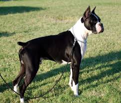 Boxers tend to grow close however, these energetic puppies grow into powerful dogs; Boxer Dog White Colour