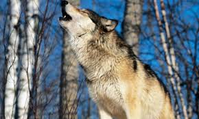 Top 10 Movie Sound Effects We All Recognize Listverse Wolf howling is a wolf sound effect. movie sound effects we all recognize