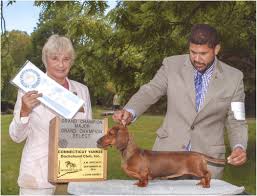 Miniature dachshund for sale in connecticut. Miniature Dachshund Puppies For Sale Ma