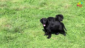Siyah Labrador Retriever Yavrulari Ciftligimizde Youtube