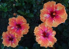 Tahitian Sun Storm Exotichibiscus Hibiscus Islandlife Tropical Tropicalparadise Tropicalvibes Flowers Flower Flo Flower Lover Tropical Garden Hibiscus