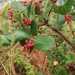 Image result for Psorospermum febrifugum