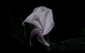 Bildergebnis für Saodat Ismailova