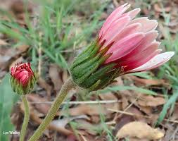 Image result for Gerbera viridifolia