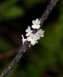 Image result for Stachytarpheta cayennensis