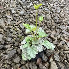 Image result for heuchera americana