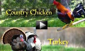 Frozen turkeys are less expensive , but need enough time to thaw before cooking , about one day for every five pounds of turkey. Turkey Farming Vikaspedia