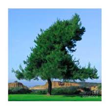 It's $10 to park, and there was also a smaller parking lot at the top of the hill if you want to avoid the initial big uphill hike. Broken Hill Overlook At Torrey Pines Digital Art By L J Oakes