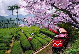 2人成行高雄出發 阿里山美景生態 原民文化一日遊 owltingオプショナルツアー alishan taiwan taiwan travel china travel