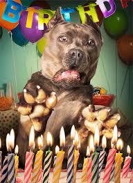 Great gif of a happy birthday wishes for a girl. Funny Dog Birthday Photos Novocom Top