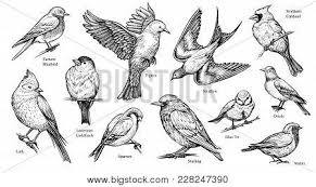 This episode is itself titled the spanish inquisition. Bird Hand Drawn Vector Photo Free Trial Bigstock