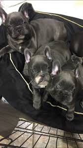 We are a small hobby breeder of over 15 years located in arizona. French Bulldog Puppies For Sale Tucson Az 170802