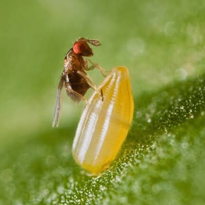 Trichogramma en control biológico, generada por IA