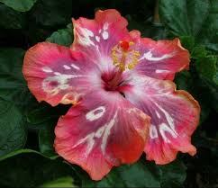 Pin On Hibiscus Plants