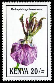 Image result for Eulophia guineensis