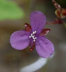 Image result for Murdannia simplex