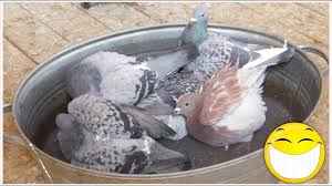 Pe okazii.ro cumperi online produse cu reducere si livrare gratuita din stoc. Pe Picioare La Coduri PromoÈ›ionale Data EliberÄƒrii Inele Porumbei 2017 Olx Isamultimedia Ro