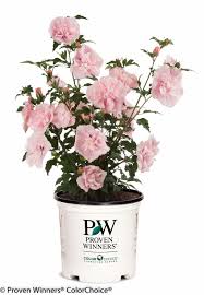 Image result for Hibiscus syriacus ´Pink Chiffon