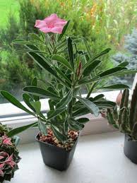 Image result for Adenium swazicum