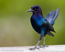 Birds Of West Texas Photos Pin On Aviary