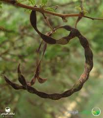 Image result for Acacia karroo