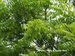 Image result for Azadirachta indica