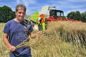 Der raps wurde und wird in deutschland üblicher weise ende juli / anfang august im mädruschverfahren geerntet, natürlich in abhängikeit von sorte. Ingelheimer Landwirt Baut Seit 37 Jahren Raps An