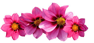 Image result for free image flowers