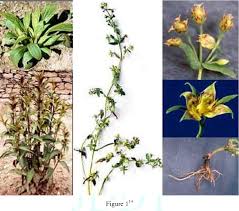 Image result for Swertia